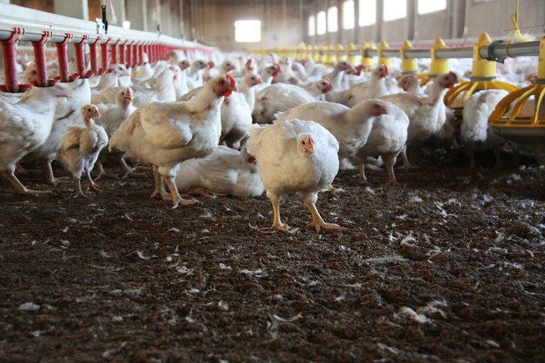 Chicken Farm in Colorado