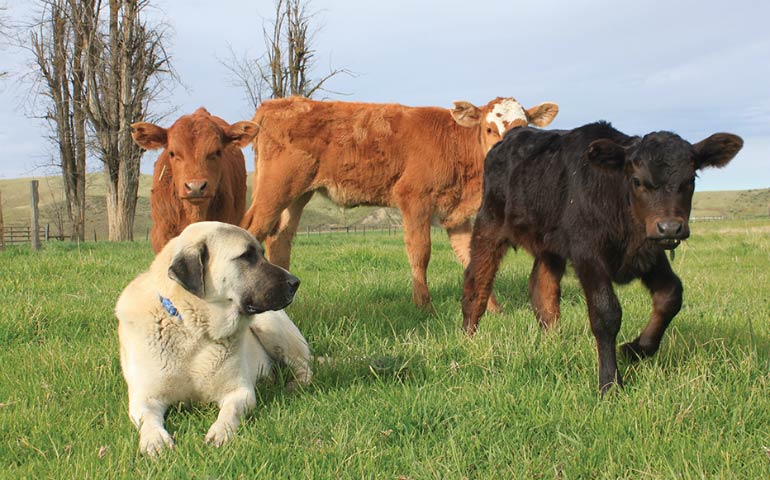 Livestock Guardian Dogs