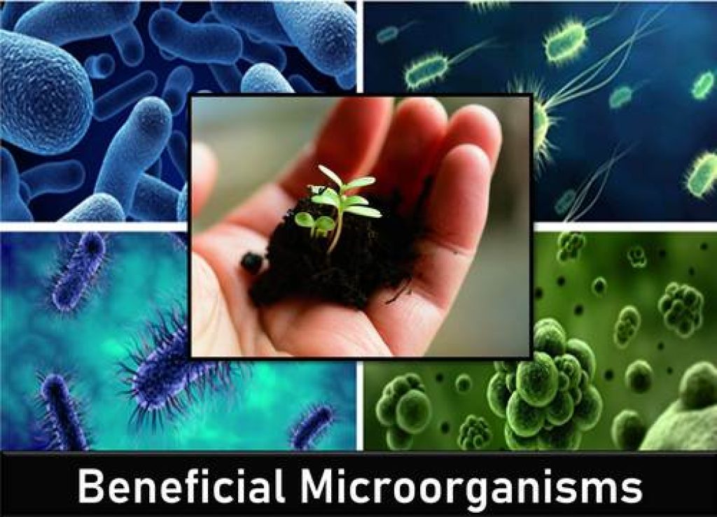 Benefits of using beneficial bacteria in hydroponics