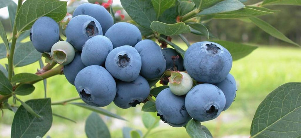 Blueberries hydroponics