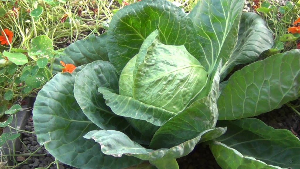 Cabbage aquaponics