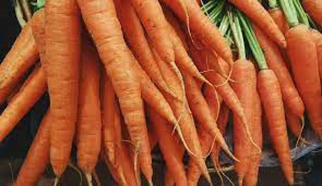 Carrots aquaponics