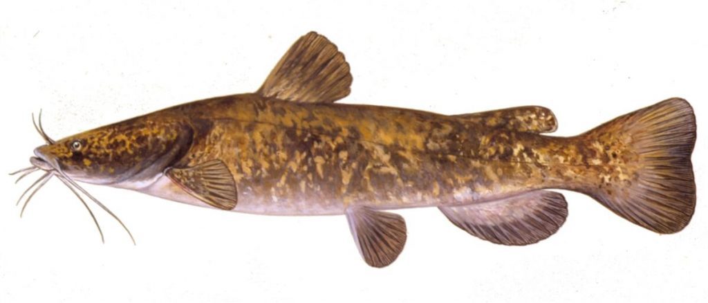 Catfish Aquaponic Fish