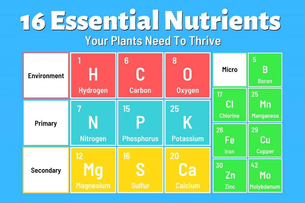 Essential Nutrients for Hydroponic Plants