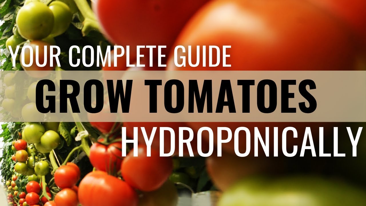 Hydroponic Tomato Growing