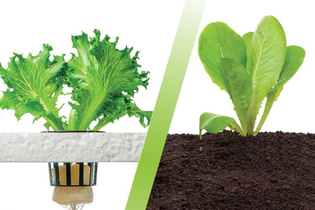Hydroponics vs. traditional soil gardening