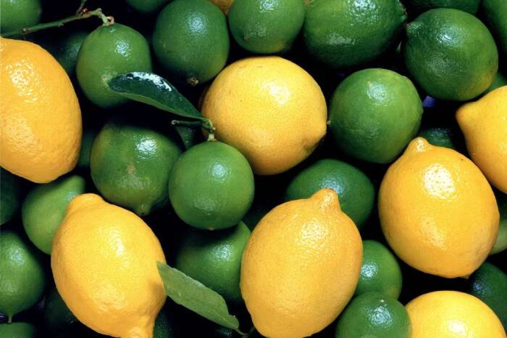 Lemons hydroponics