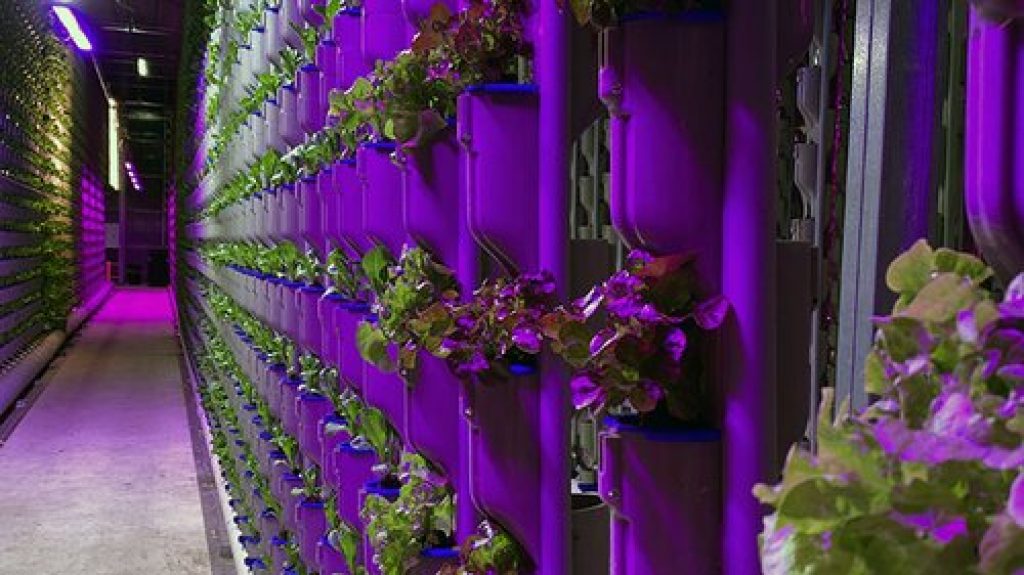 Lighting System for Your Hydroponic