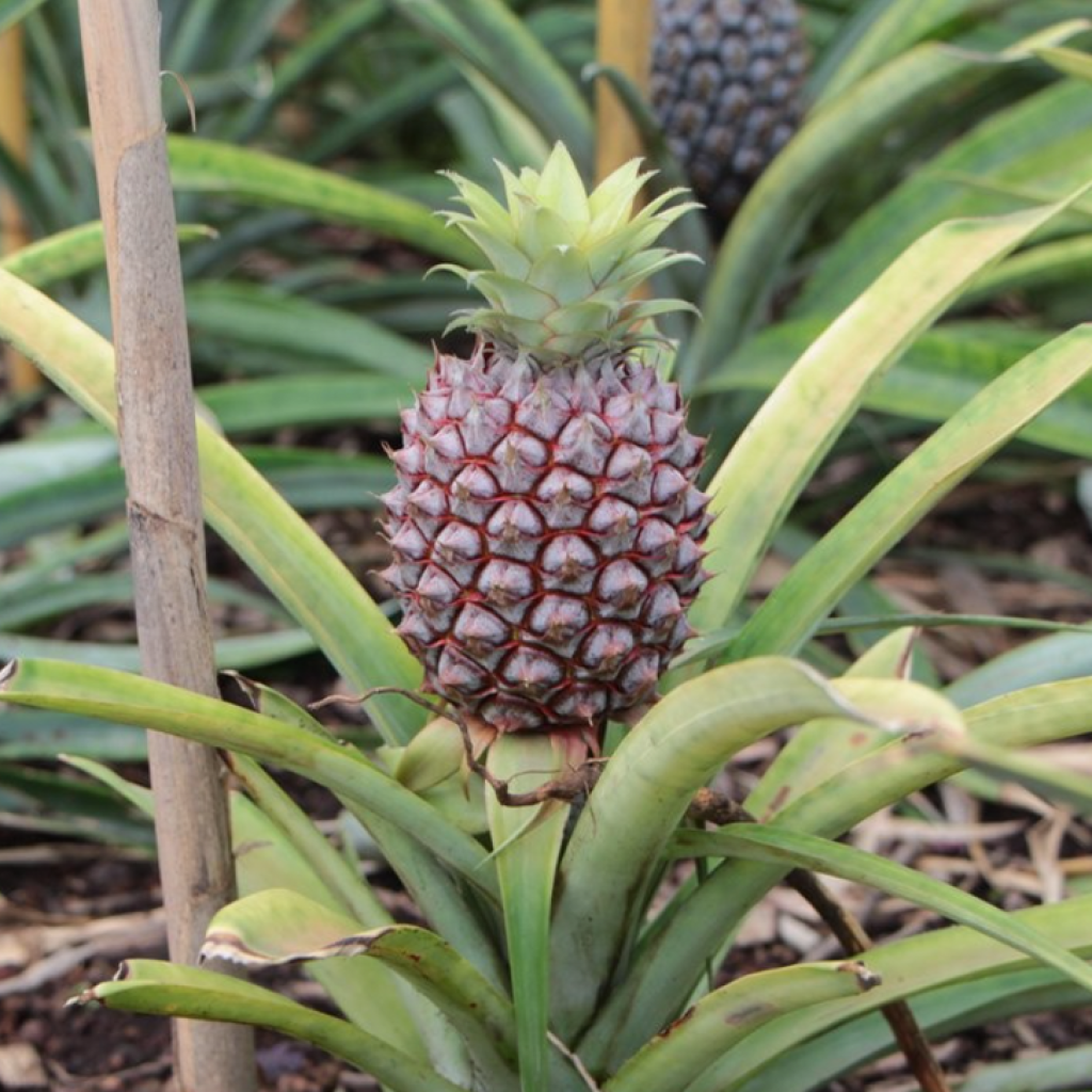 Pineapple hydroponics