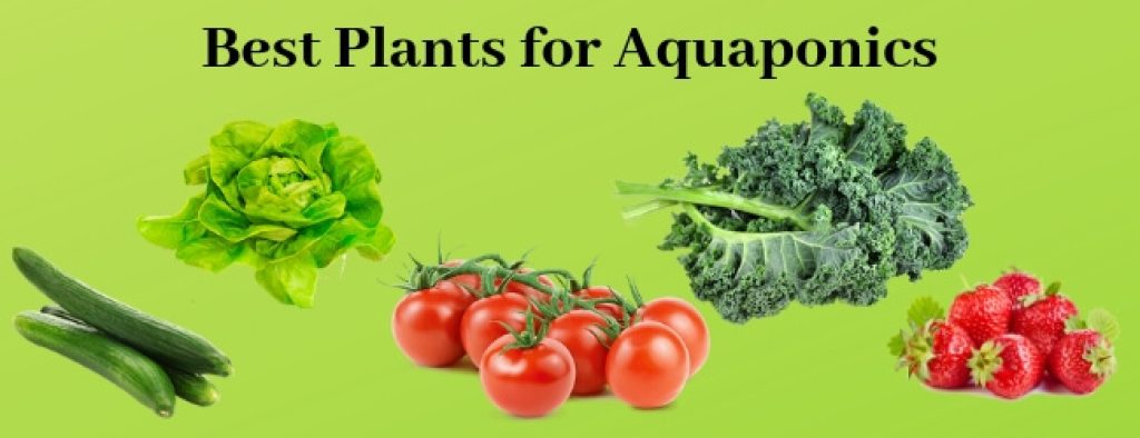 Plants for Aquaponics 