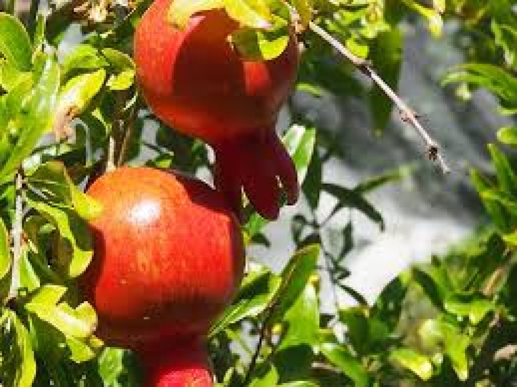 Pomegranates hydroponics