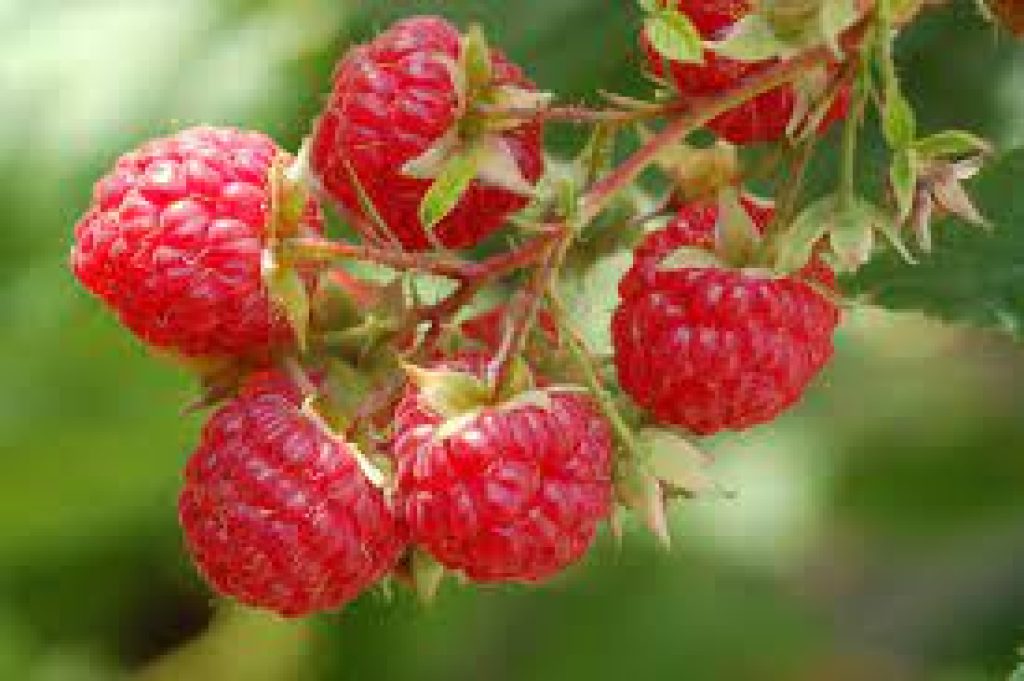 Raspberries hydroponics