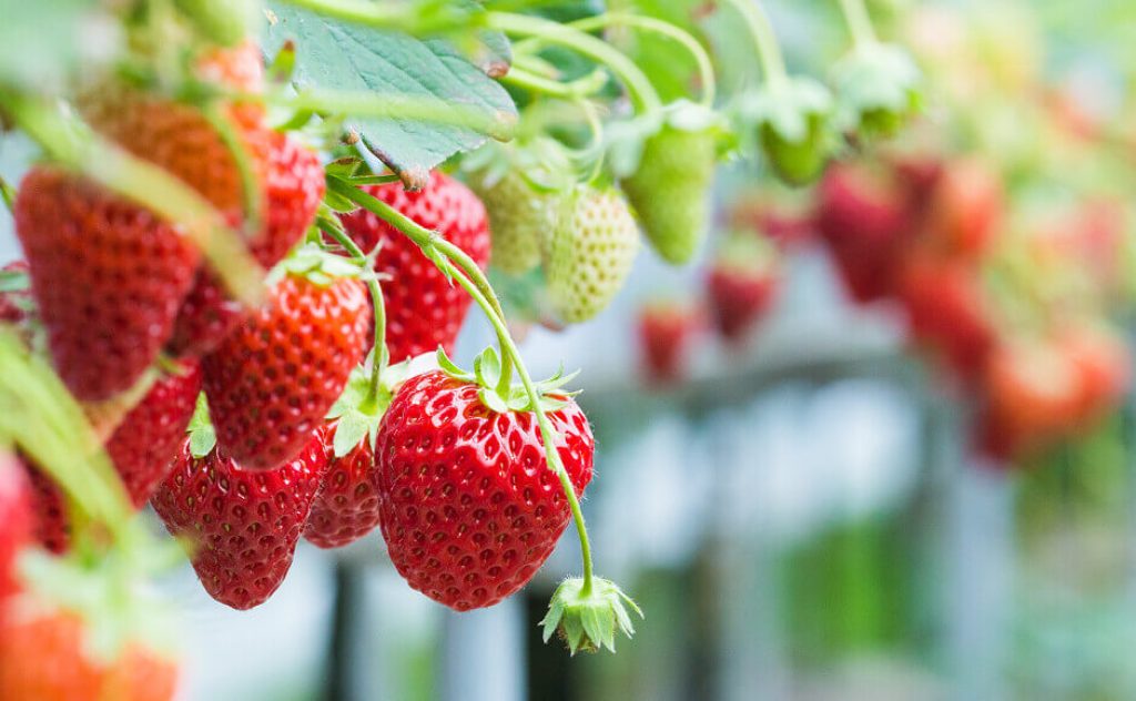 Strawberries hydroponics