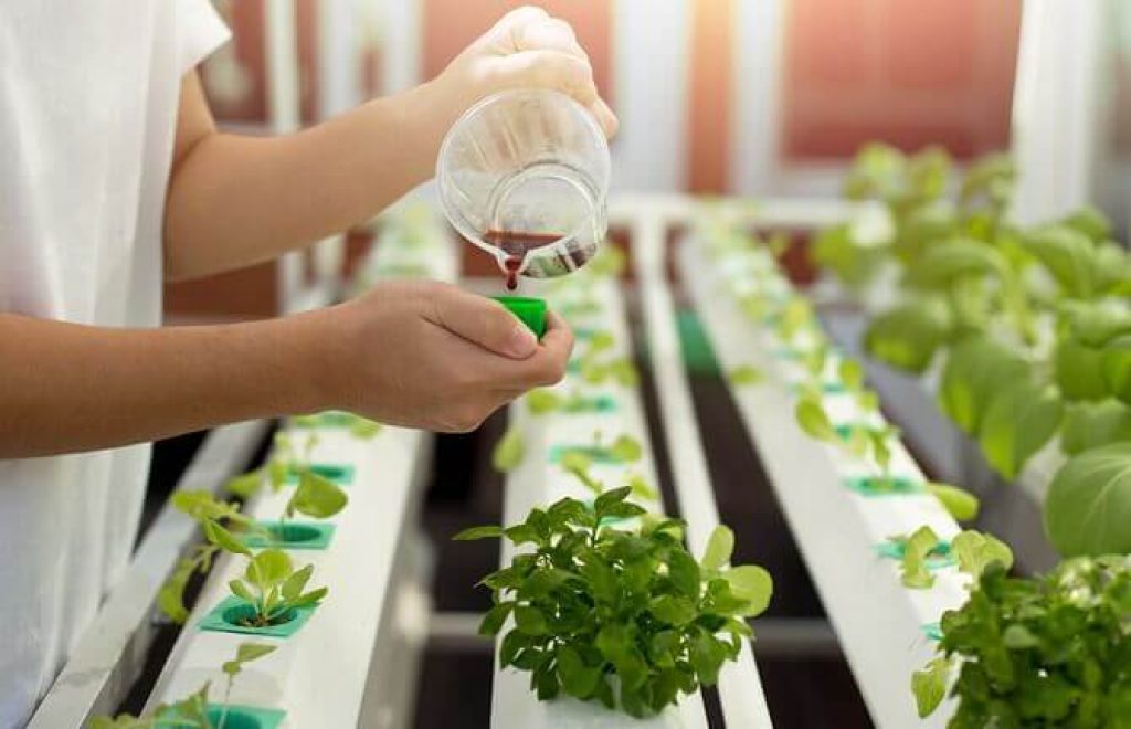 The Importance of Nutrients in Hydroponics