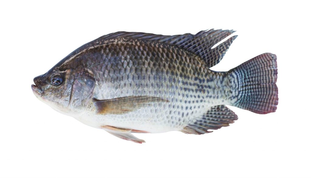 Tilapia Aquaponic Fish