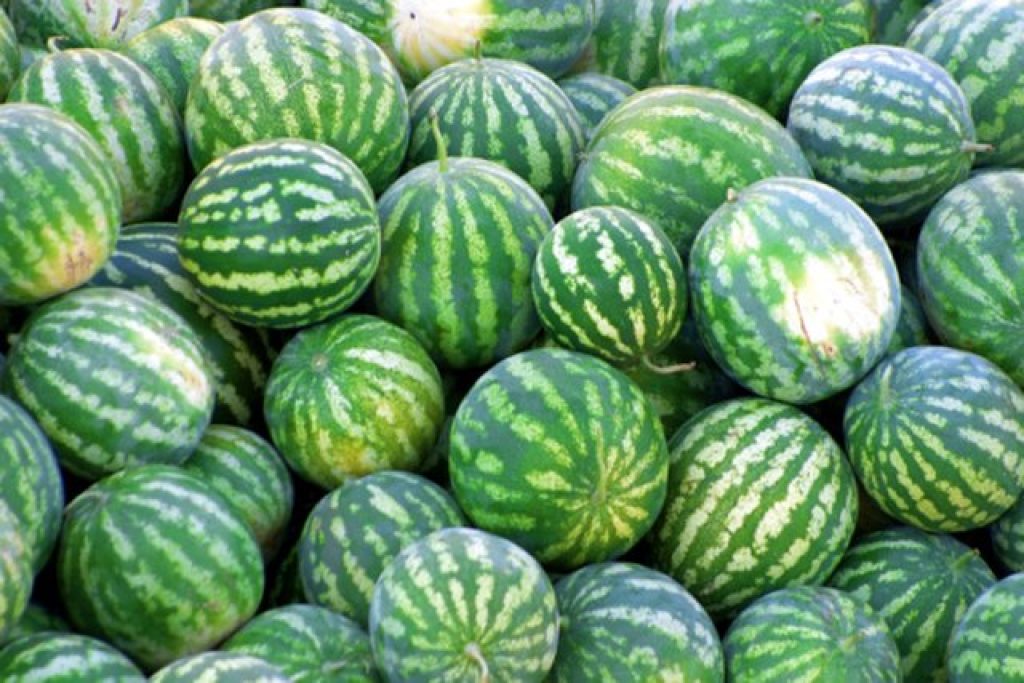 Watermelon hydroponics
