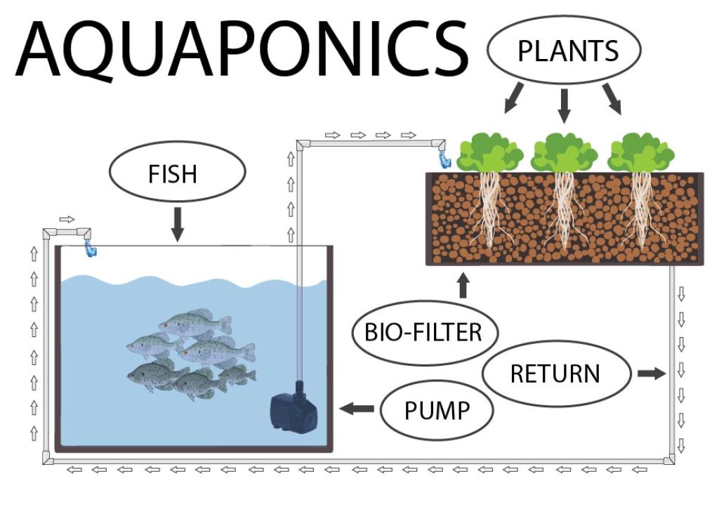 What is aquaponics?