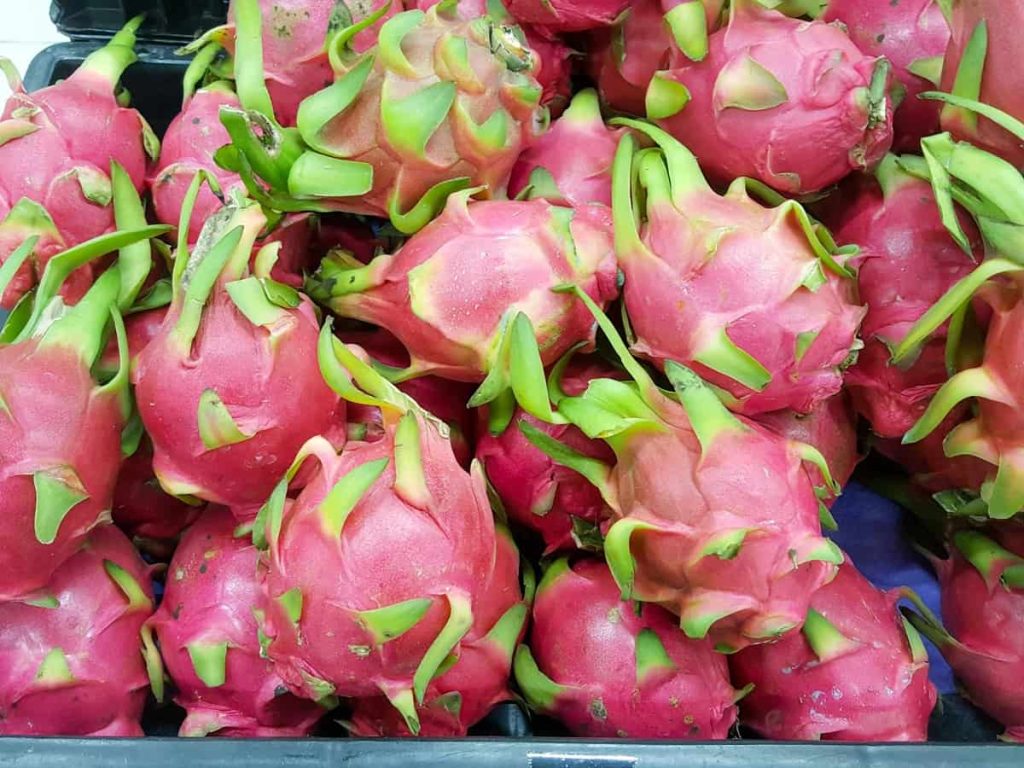dragon fruit hydroponics